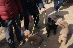 赤峰狗市賣狗電話多少號