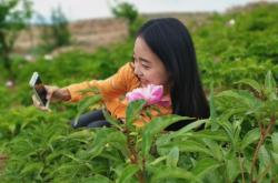 赤峰芍藥花鋪電話多少號(hào)碼