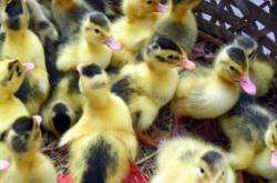 赤峰鴨苗廠家電話多少號碼