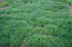 赤峰麥冬廠家電話地址是多少號