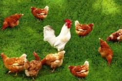 赤峰紅旗屠宰場電話多少號