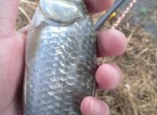 赤峰市賣鯽魚的地方電話號碼