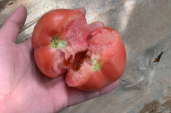 赤峰敖漢旗養(yǎng)雞場電話多少號