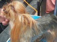 赤峰狗狗火葬場電話號(hào)碼查詢