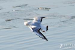 赤峰海鷗專賣店電話多少號