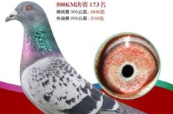 赤峰信鴿拍賣網(wǎng)官網(wǎng)電話號(hào)碼