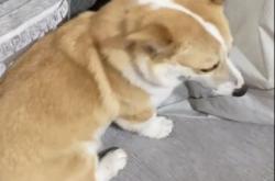 赤峰尋找柯基犬電話號碼查詢