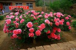 赤峰葫蘆峪采摘園電話號碼查詢