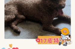 赤峰領(lǐng)養(yǎng)中心地址電話是多少號