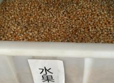 赤峰回收玉米種子電話號(hào)碼