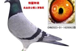 赤峰信鴿拍賣網(wǎng)站電話是多少號(hào)