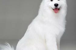 赤峰市薩摩耶成犬出售電話號碼