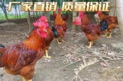 赤峰養(yǎng)雞場(chǎng)賣雞苗電話號(hào)碼