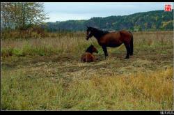 赤峰鴻鳥燒烤店電話地址查詢