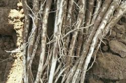 赤峰中藥材種植群電話號碼