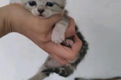 赤峰收養(yǎng)貓咪電話地址是多少號