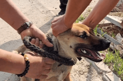 赤峰狗肉販子電話多少號碼