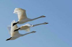 赤峰鴻鵠中國悅棠灣物業(yè)電話