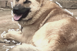 赤峰狗狗代養(yǎng)中心電話多少號(hào)