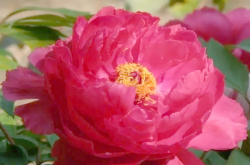 赤峰市花璐伴加盟