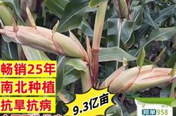 赤峰苞谷種子廠家電話地址查詢