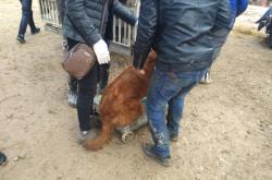 赤峰狗市賣狗電話號碼多少