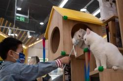 赤峰領(lǐng)養(yǎng)貓咪館電話號(hào)碼查詢