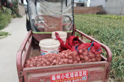 赤峰哪有小根蒜賣呀電話號碼