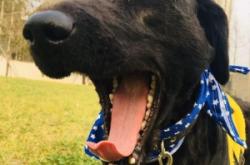 赤峰領(lǐng)養(yǎng)小動物電話號碼查詢