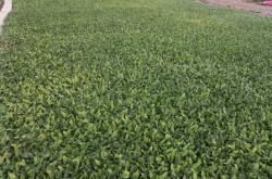 赤峰養(yǎng)鹿合作社招聘電話號碼