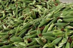 赤峰帶皮水果玉米批發(fā)電話號(hào)碼