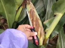 赤峰青儲(chǔ)玉米回收電話是多少號(hào)