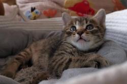 赤峰貓咪送養(yǎng)中心電話(huà)號(hào)碼查詢(xún)