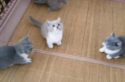 內(nèi)蒙古赤峰藍(lán)貓領(lǐng)養(yǎng)電話號(hào)碼