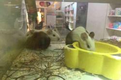 赤峰萌寵部落寵物店電話號碼