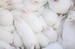 赤峰有幾家養(yǎng)兔廠啊電話號(hào)碼