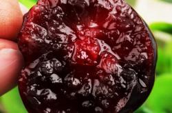 赤峰車厘子團購電話地址查詢