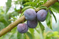 赤峰李子公司電話多少啊