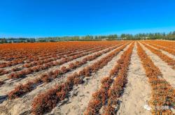 赤峰雅集大會(huì)電話號(hào)碼是多少號(hào)