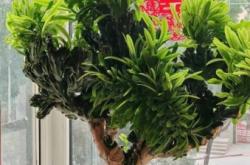 赤峰賣(mài)麒麟花的電話(huà)號(hào)碼是多少