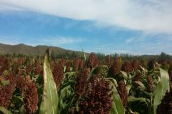 赤峰鑫豐市場糧行電話號碼查詢