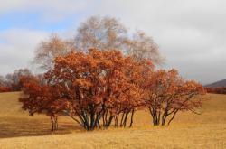 赤峰秋麻菜采摘園地址電話號(hào)碼