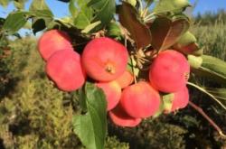 赤峰林西縣粽子店電話號碼