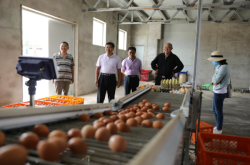 赤峰回收雞蛋的電話(huà)號(hào)碼是多少