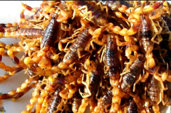 赤峰養(yǎng)蝎基地地址電話是多少號(hào)