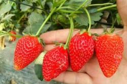 赤峰養(yǎng)蝎基地地址電話號(hào)碼查詢