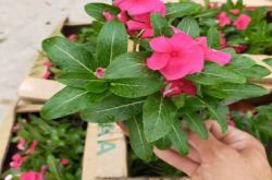 赤峰市蒙藥種植基地電話號碼