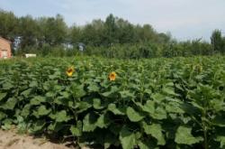 赤峰市林西牙科診所電話號碼