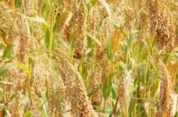 赤峰拾禾谷子店電話多少號