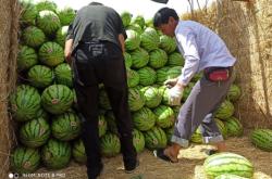 赤峰西瓜代辦網(wǎng)點電話是多少號